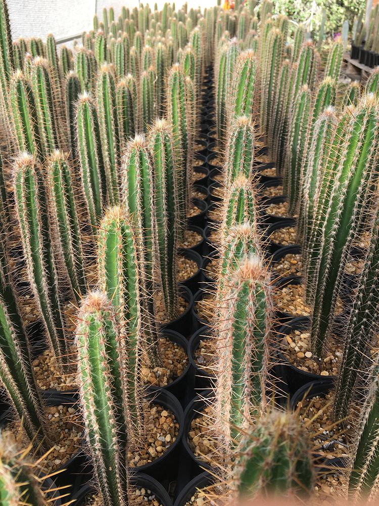 pilosocereus-royenii-royen-s-tree-cactus