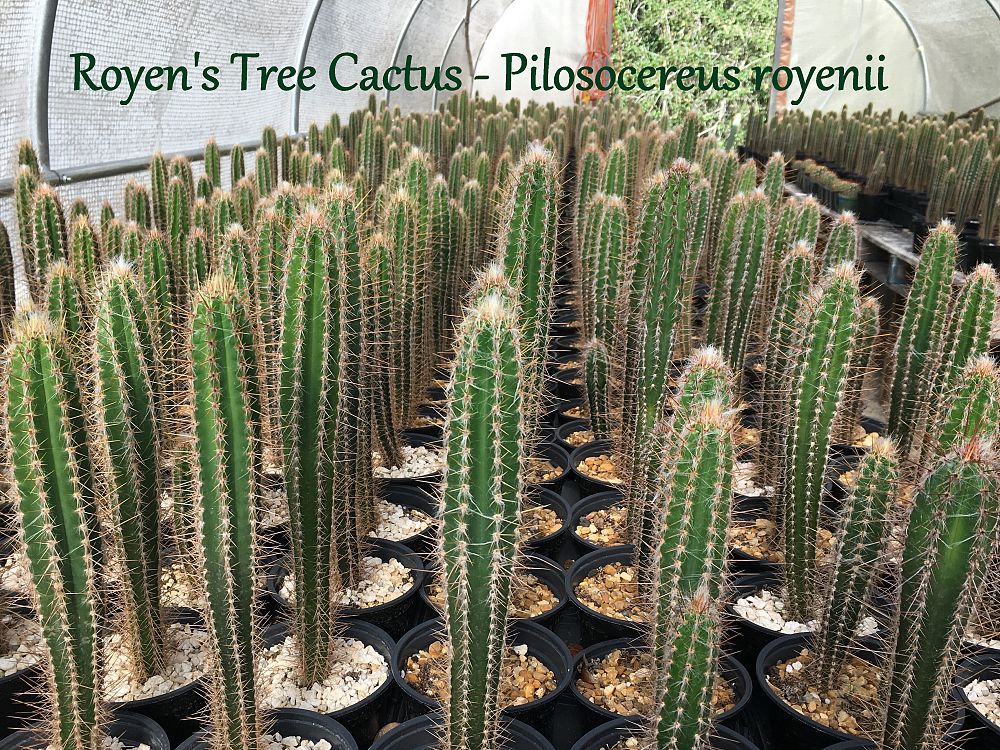 pilosocereus-royenii-royen-s-tree-cactus