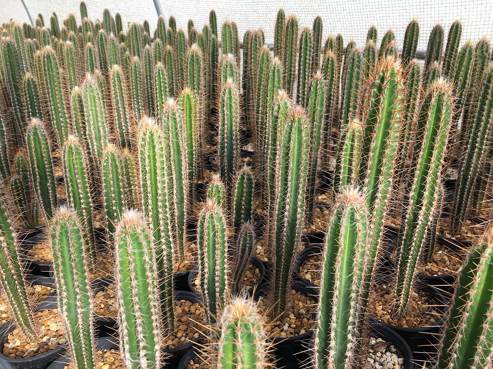 pilosocereus-royenii-royen-s-tree-cactus