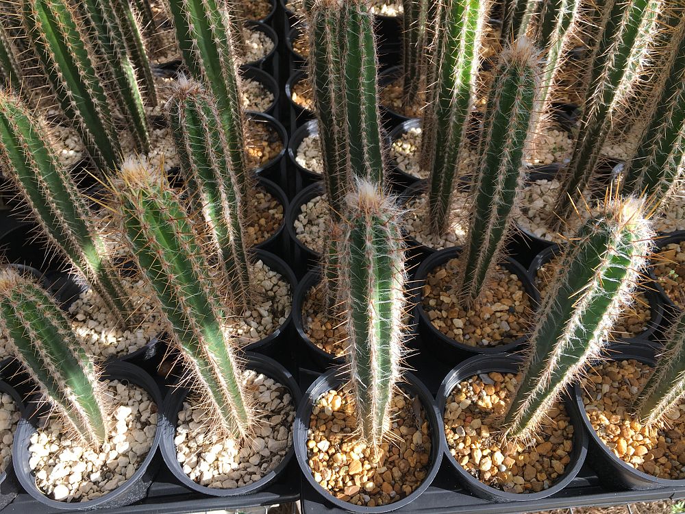 pilosocereus-royenii-royen-s-tree-cactus