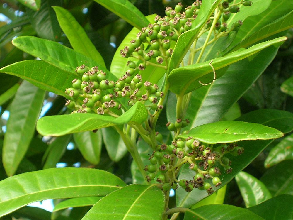 pimenta-dioica-allspice