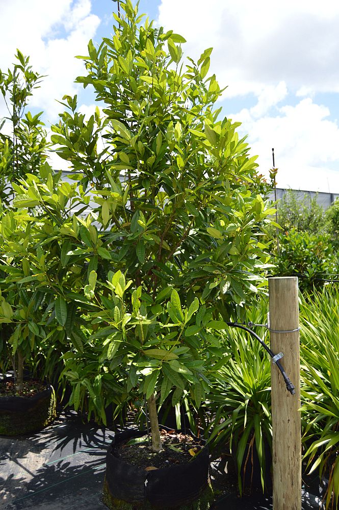 pimenta-dioica-allspice