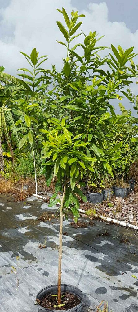 pimenta-dioica-allspice