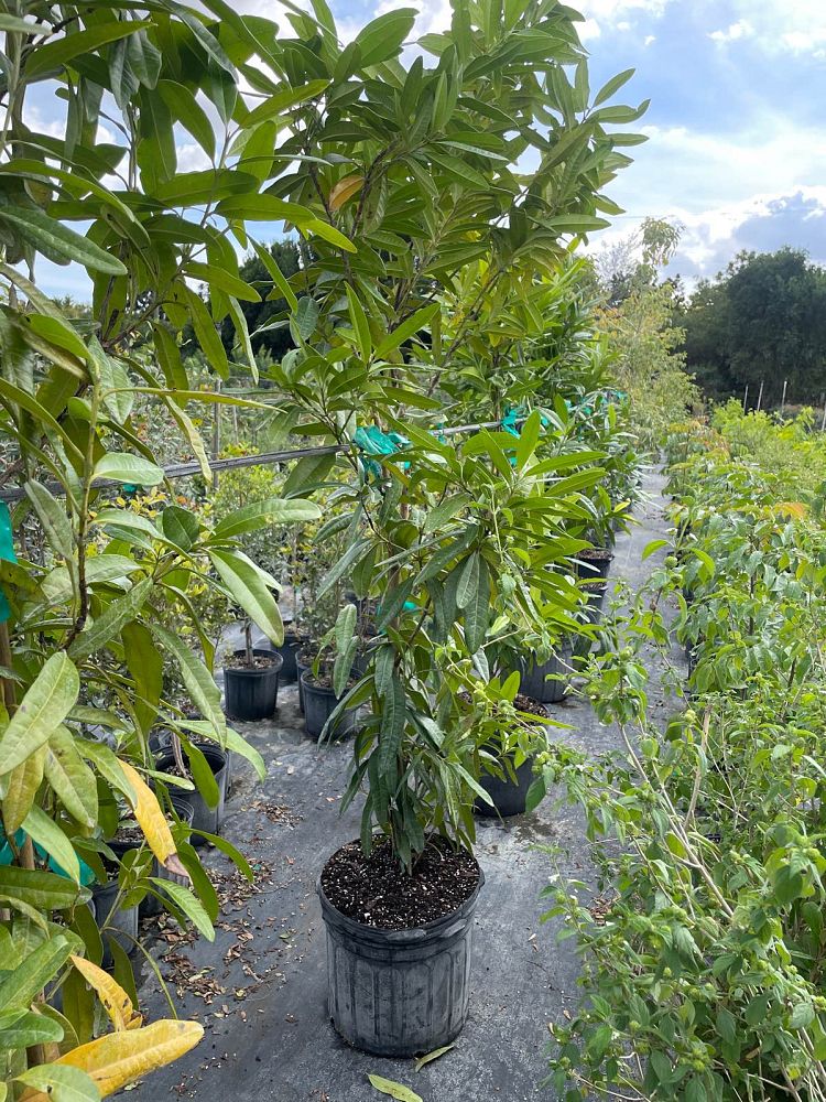 pimenta-dioica-allspice