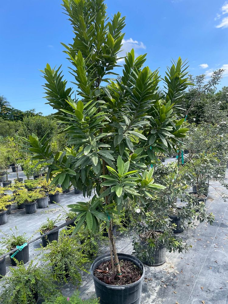 pimenta-dioica-allspice