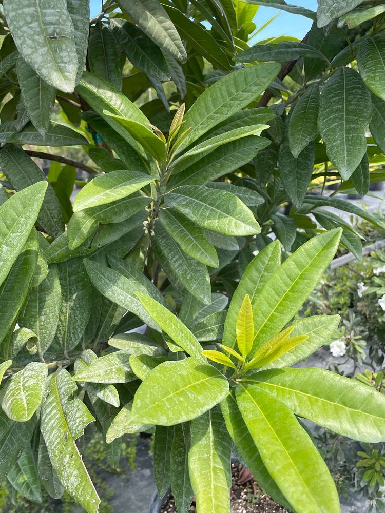 pimenta-dioica-allspice