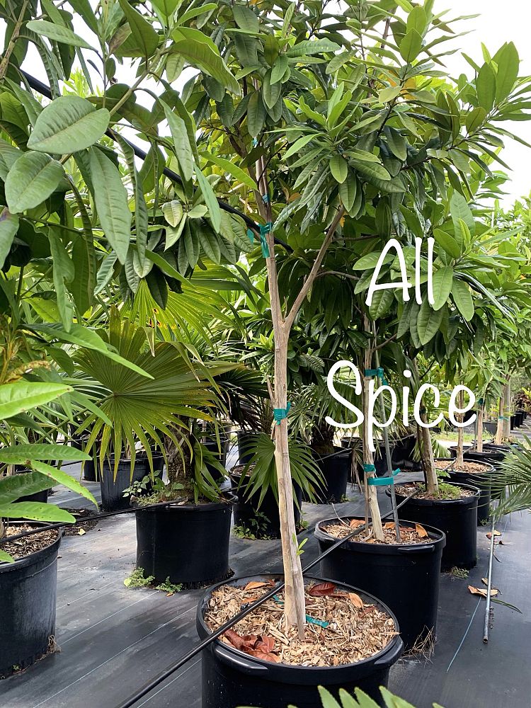 pimenta-dioica-allspice