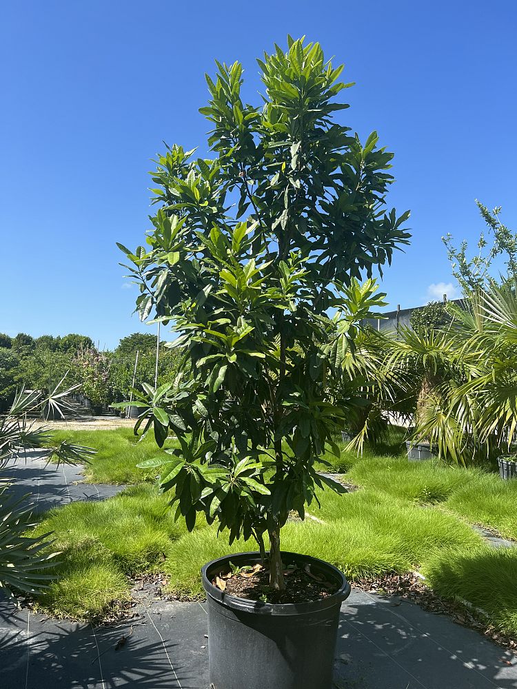 pimenta-dioica-allspice