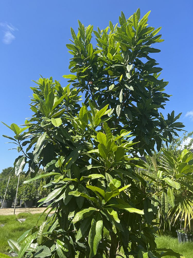 pimenta-dioica-allspice