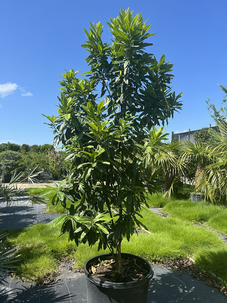 pimenta-dioica-allspice