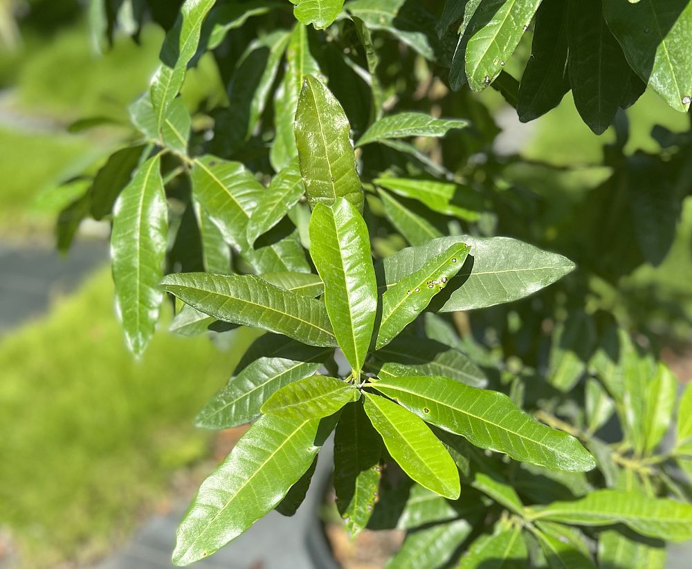 pimenta-dioica-allspice