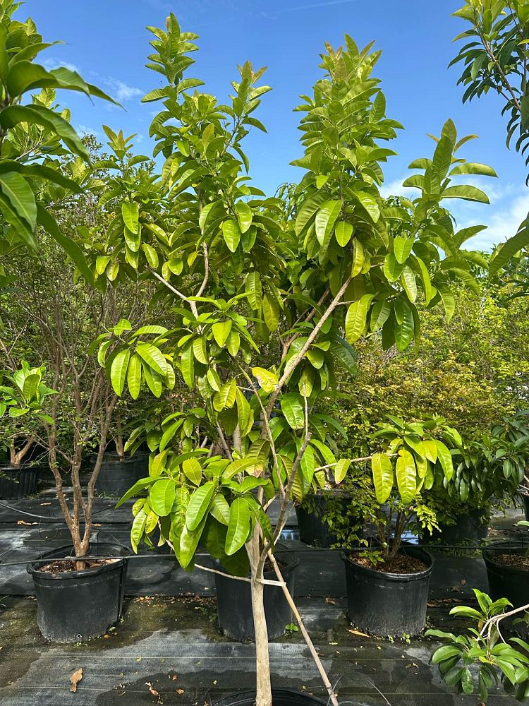 pimenta-dioica-allspice