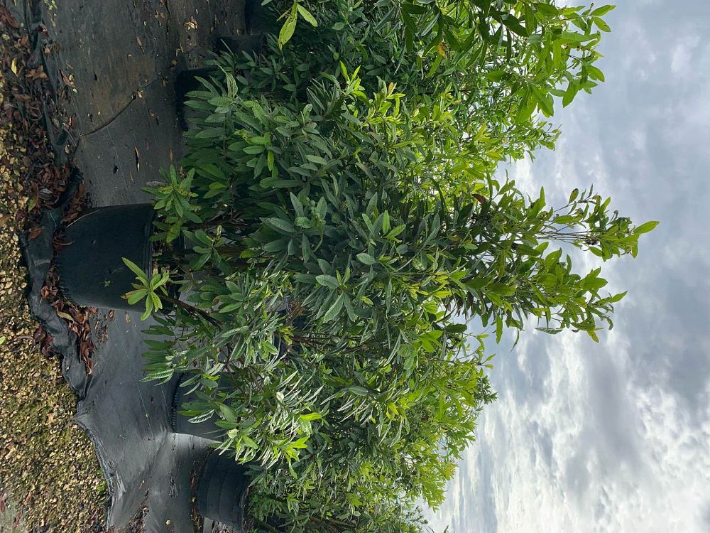 pimenta-dioica-allspice