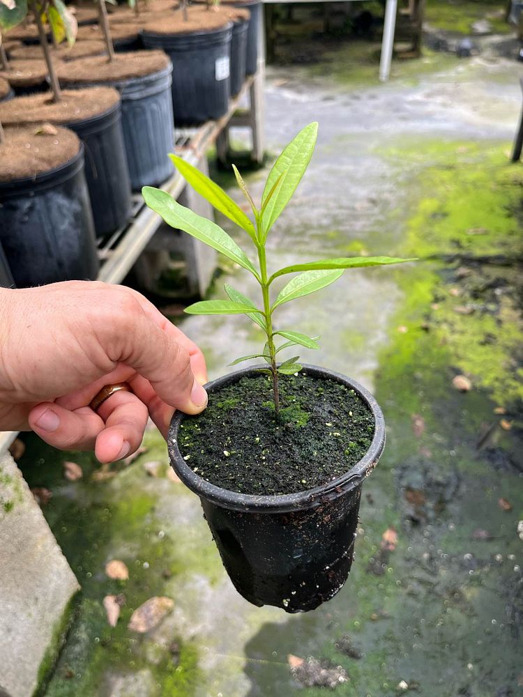 pimenta-dioica-allspice