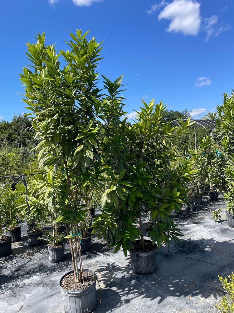 pimenta-dioica-allspice