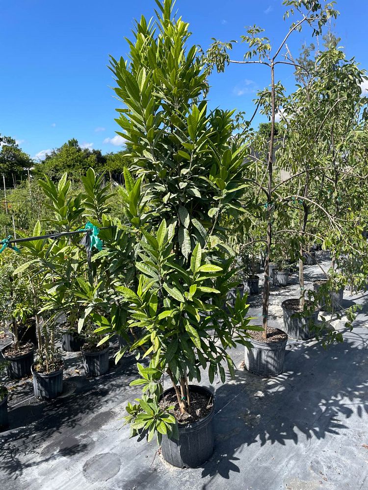 pimenta-dioica-allspice