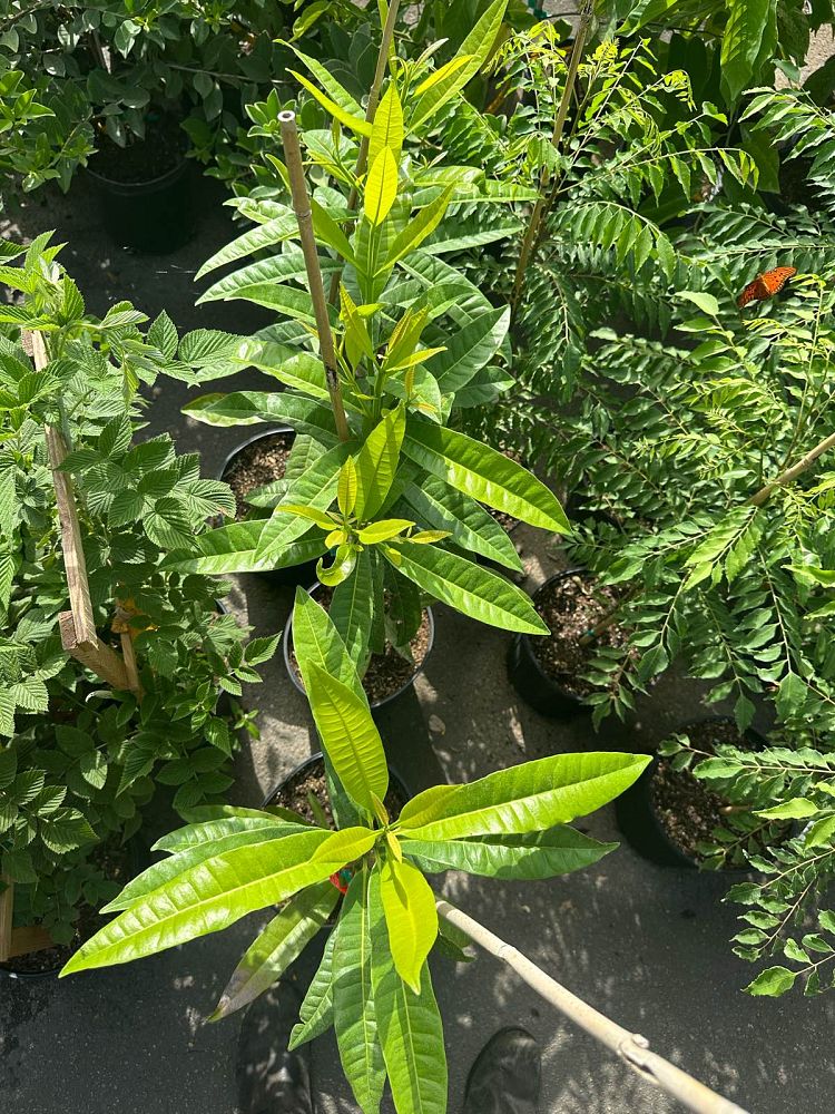 pimenta-dioica-allspice