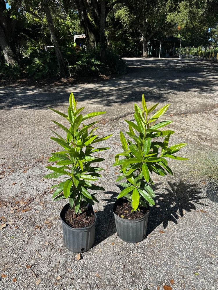 pimenta-dioica-allspice