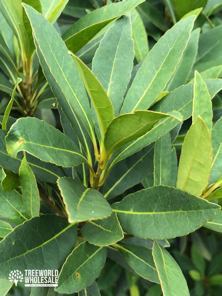 pimenta-racemosa-bay-rum