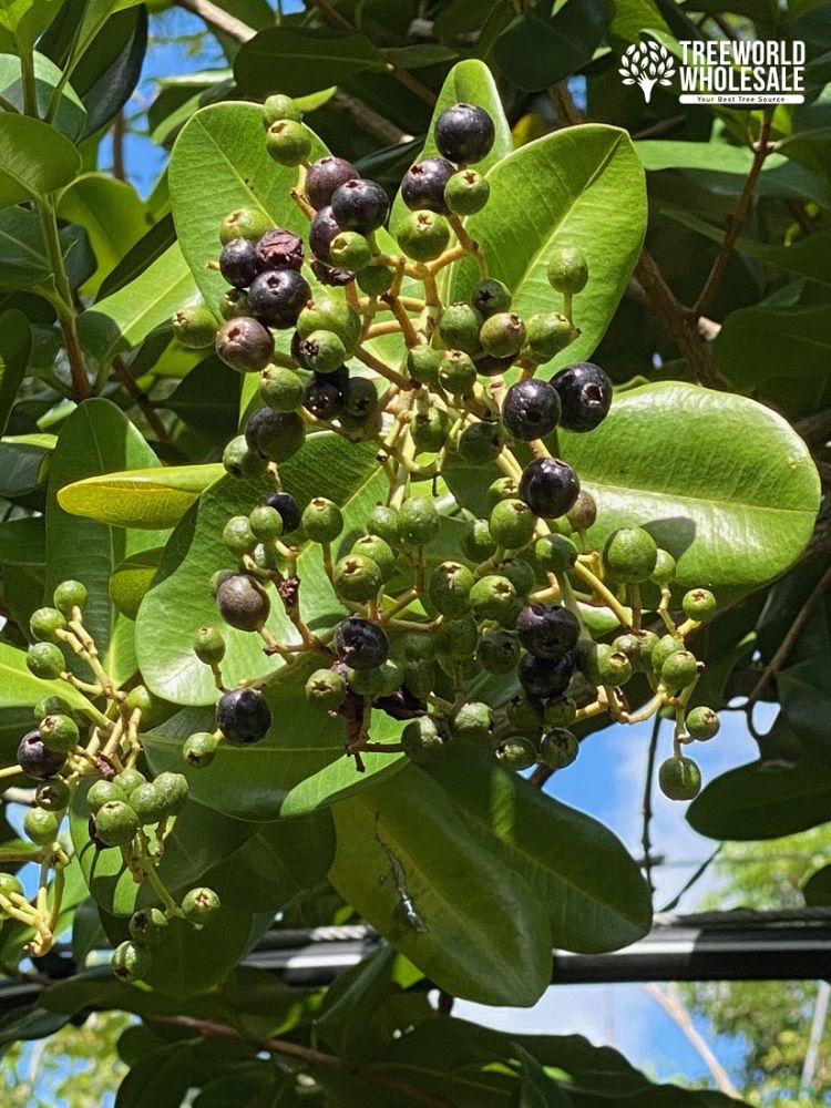 pimenta-racemosa-bay-rum