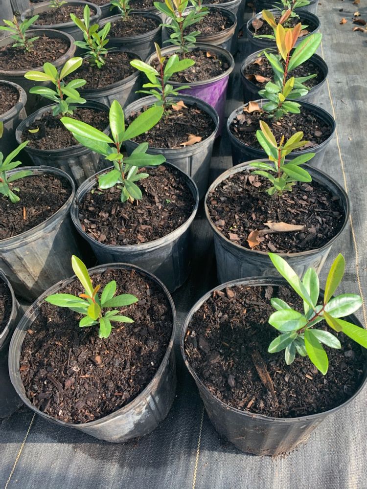 pimenta-racemosa-bay-rum
