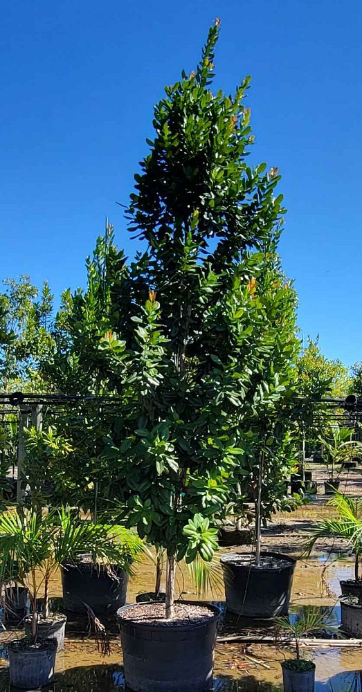 pimenta-racemosa-bay-rum