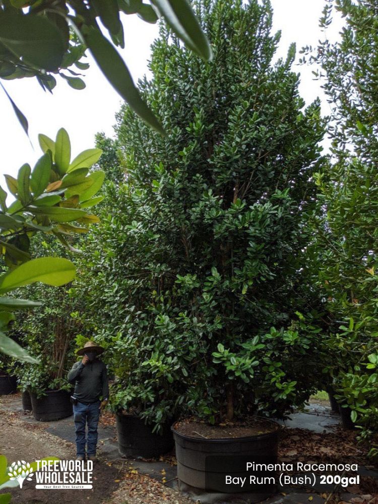 pimenta-racemosa-bay-rum