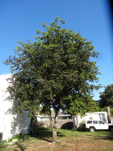 pimenta-racemosa-bay-rum