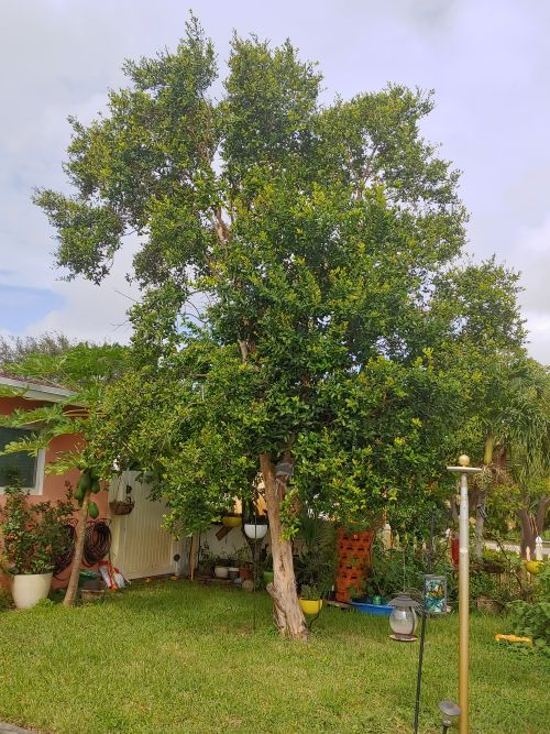 pimenta-racemosa-bay-rum