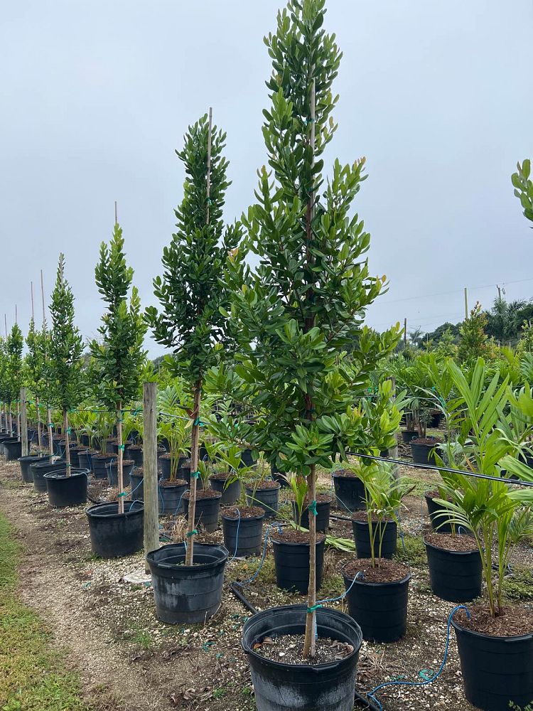 pimenta-racemosa-bay-rum