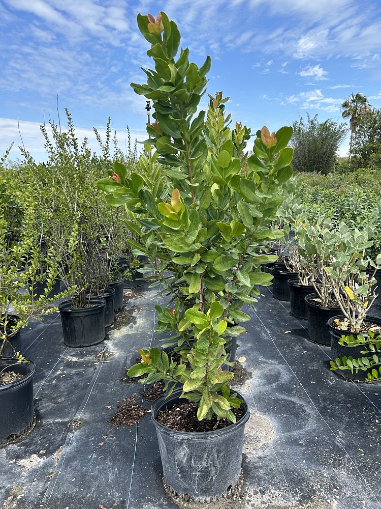 pimenta-racemosa-bay-rum