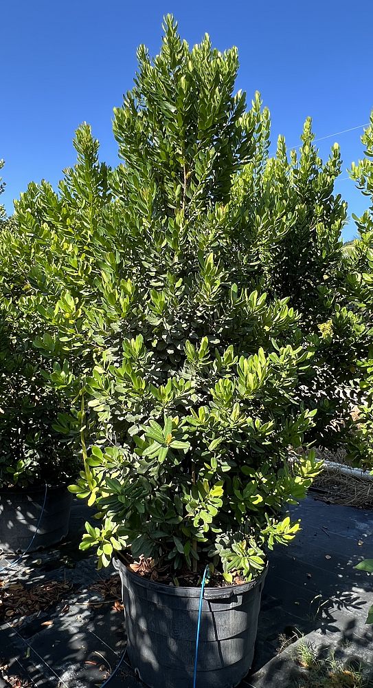 pimenta-racemosa-bay-rum