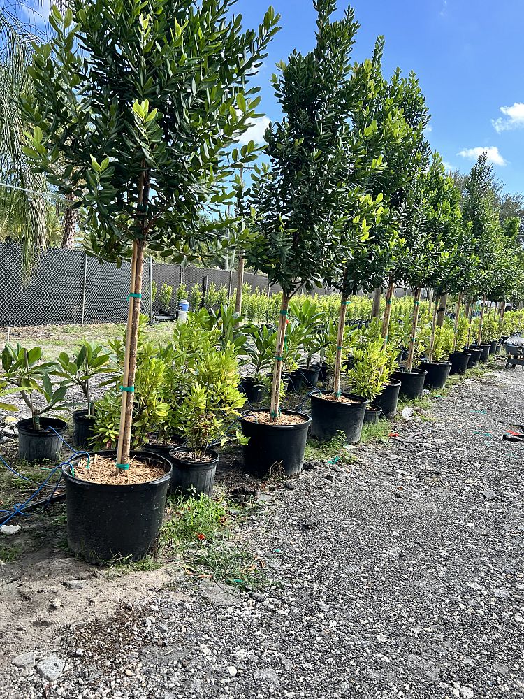 pimenta-racemosa-bay-rum