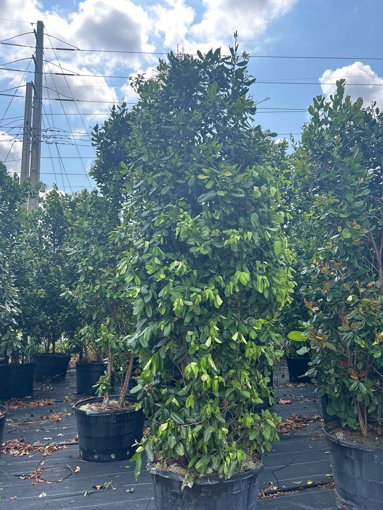 pimenta-racemosa-bay-rum