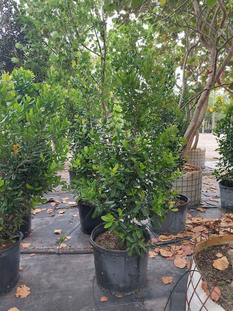 pimenta-racemosa-bay-rum