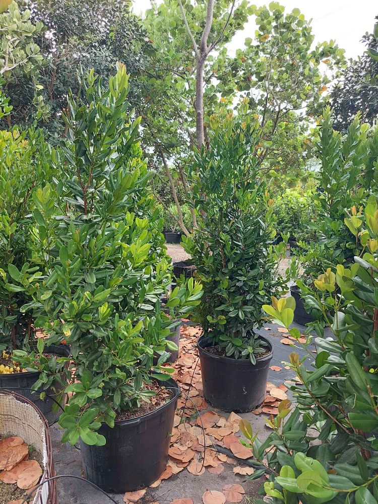 pimenta-racemosa-bay-rum