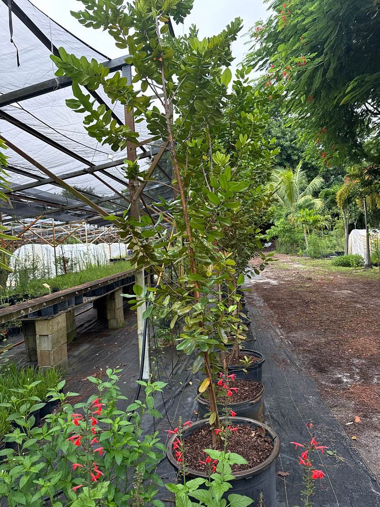 pimenta-racemosa-bay-rum
