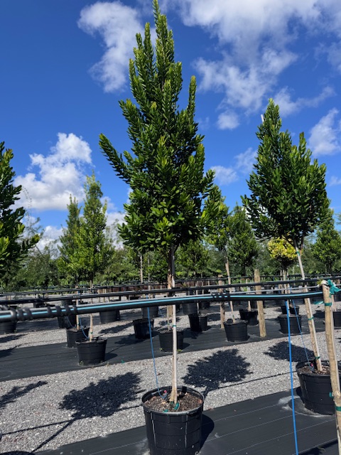 pimenta-racemosa-bay-rum