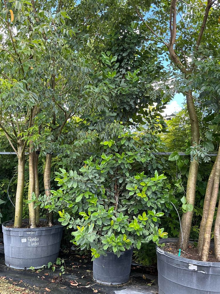 pimenta-racemosa-bay-rum