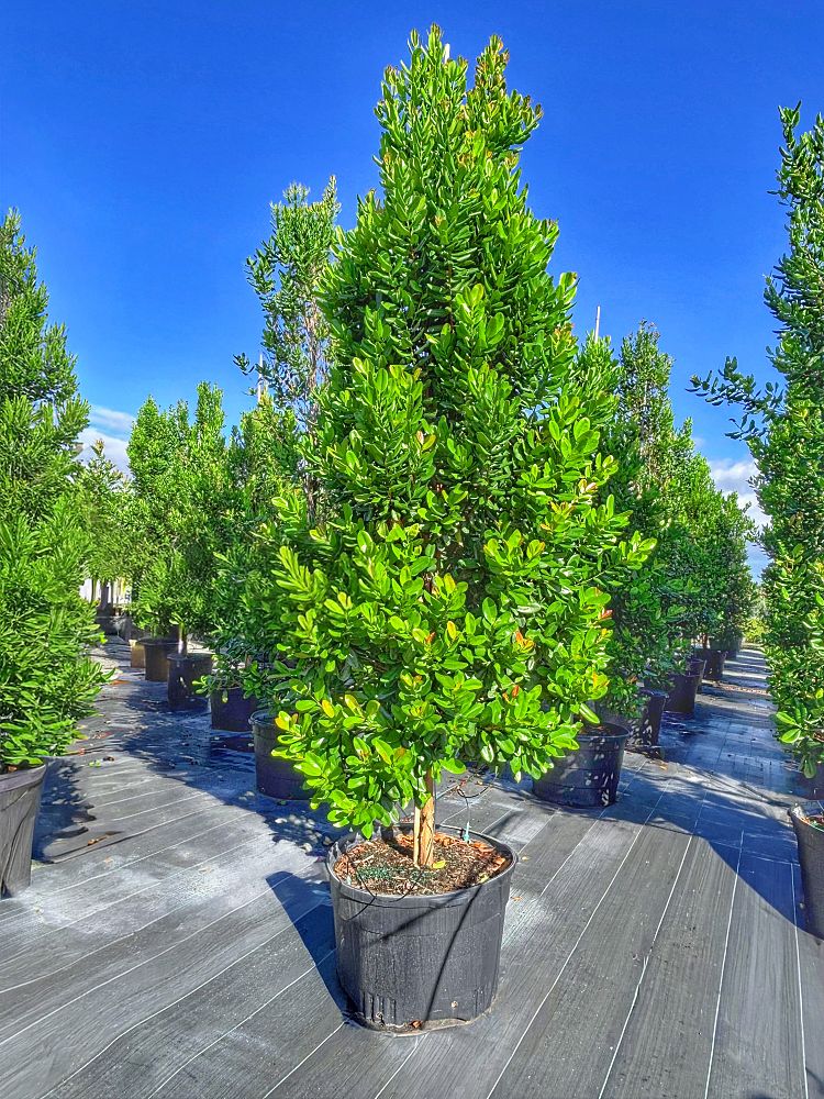 pimenta-racemosa-bay-rum