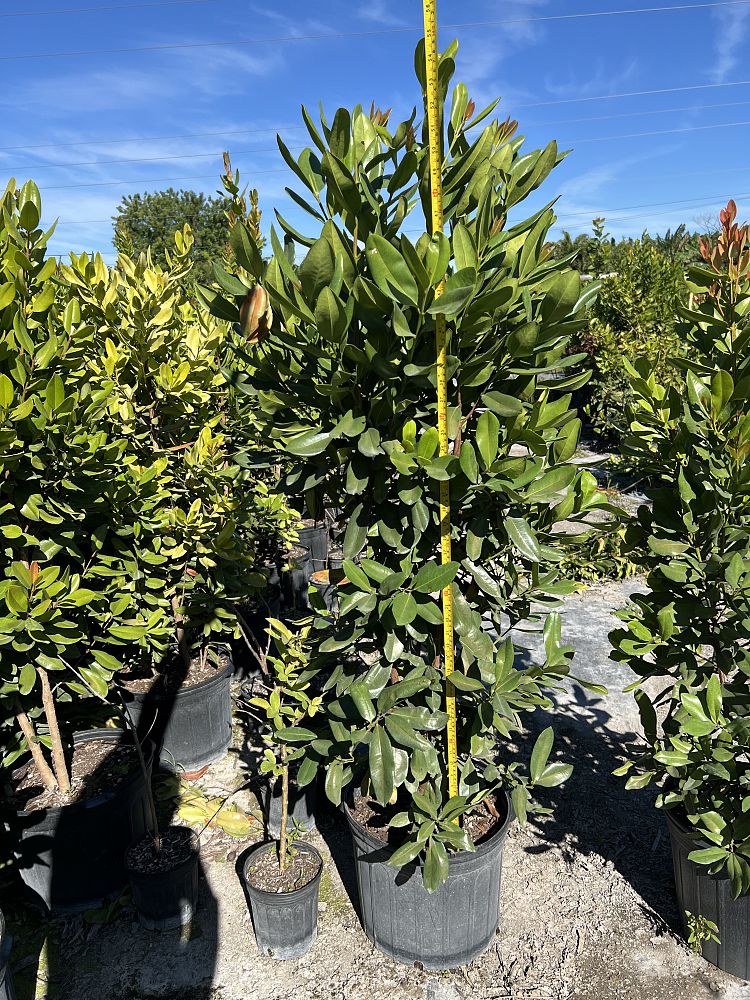 pimenta-racemosa-bay-rum