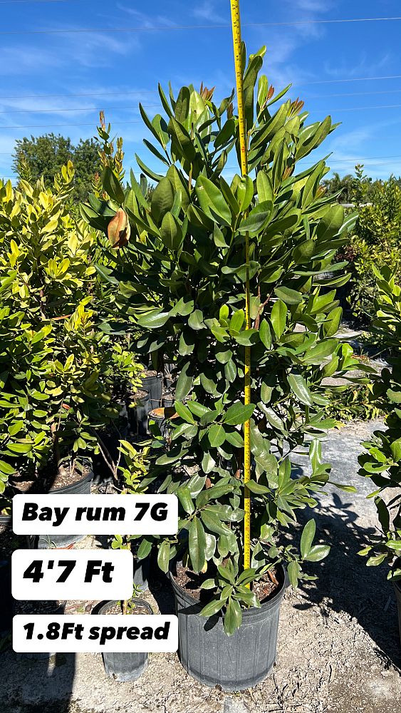 pimenta-racemosa-bay-rum