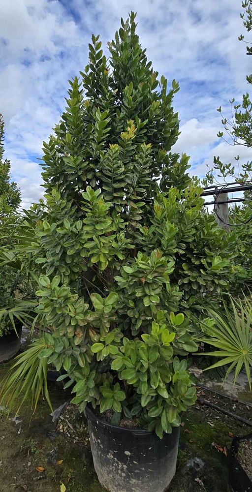 pimenta-racemosa-bay-rum