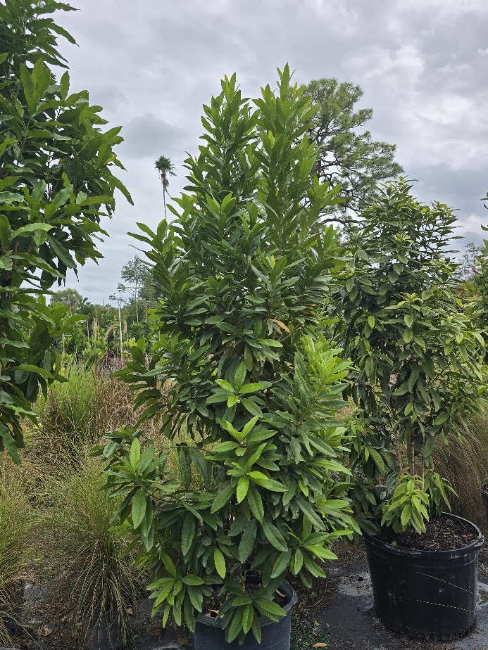 pimenta-racemosa-bay-rum