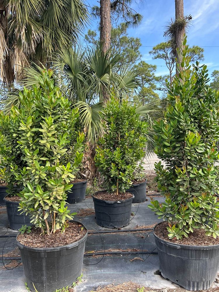 pimenta-racemosa-bay-rum