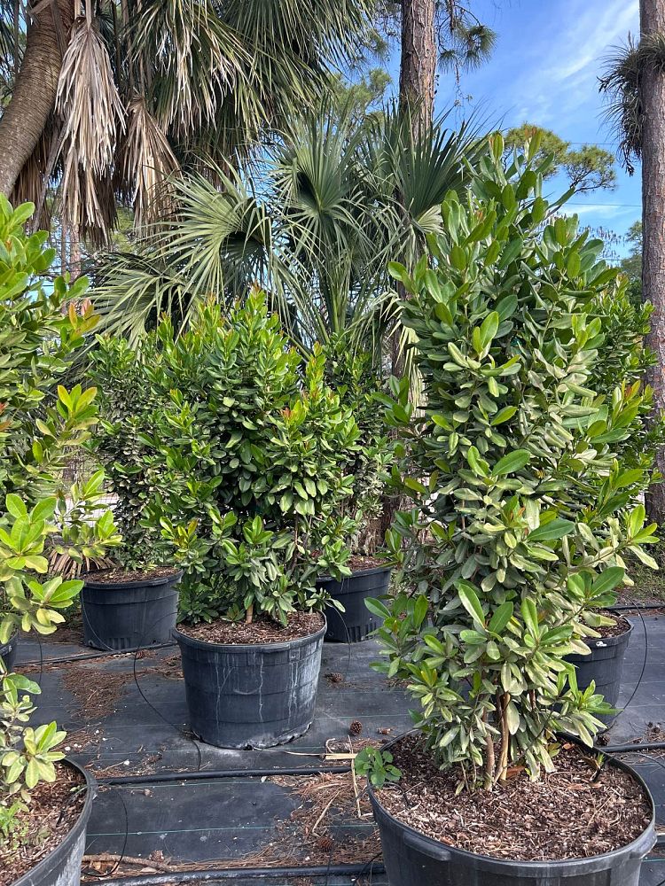 pimenta-racemosa-bay-rum