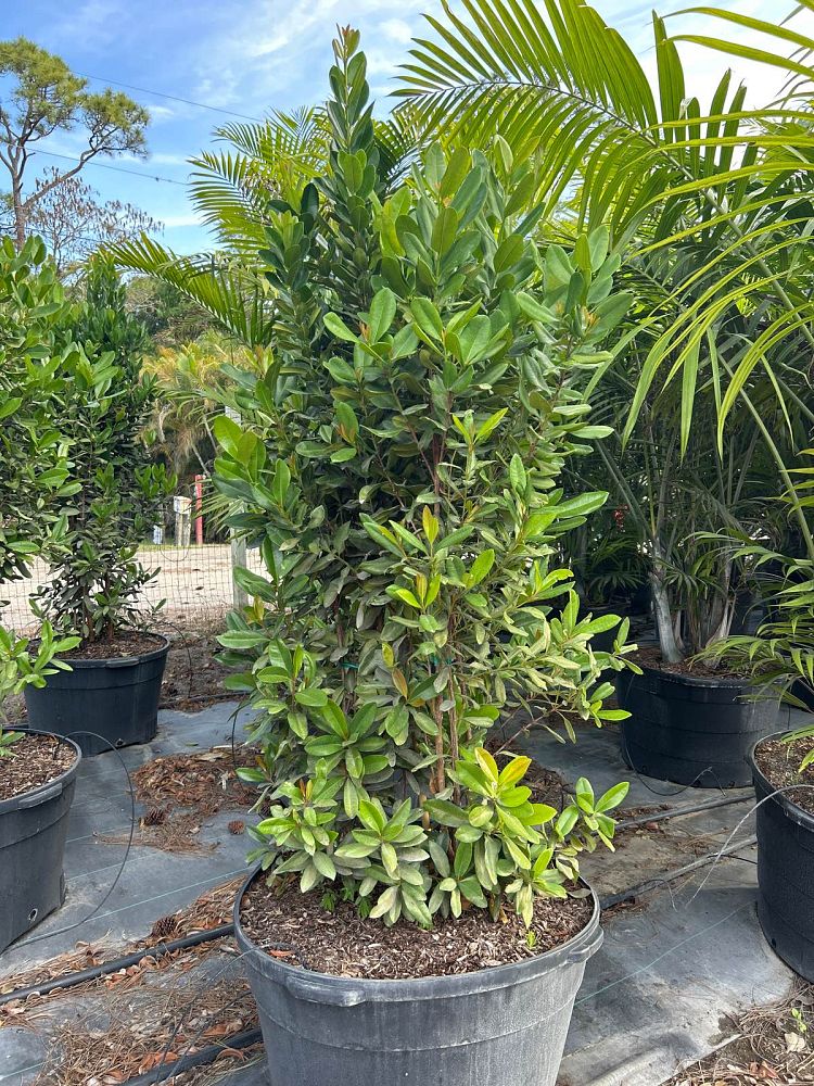 pimenta-racemosa-bay-rum