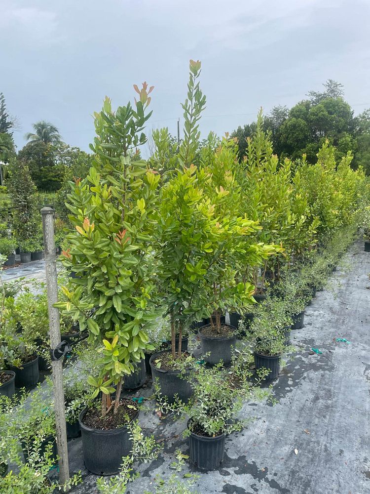 pimenta-racemosa-bay-rum