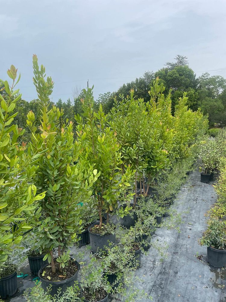 pimenta-racemosa-bay-rum