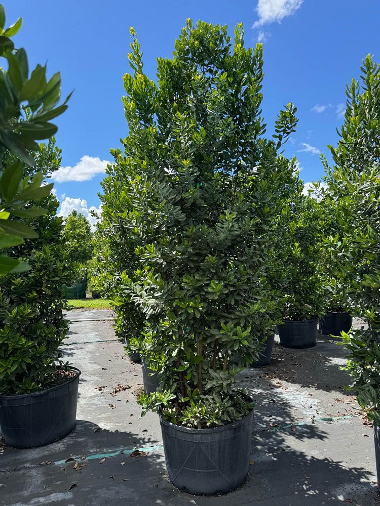 pimenta-racemosa-bay-rum